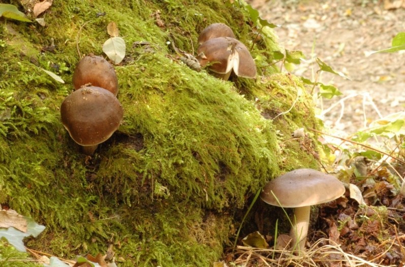 Mattinata a San Rossore